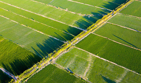 你需要知道的微生物菌肥的十大優(yōu)勢(shì)