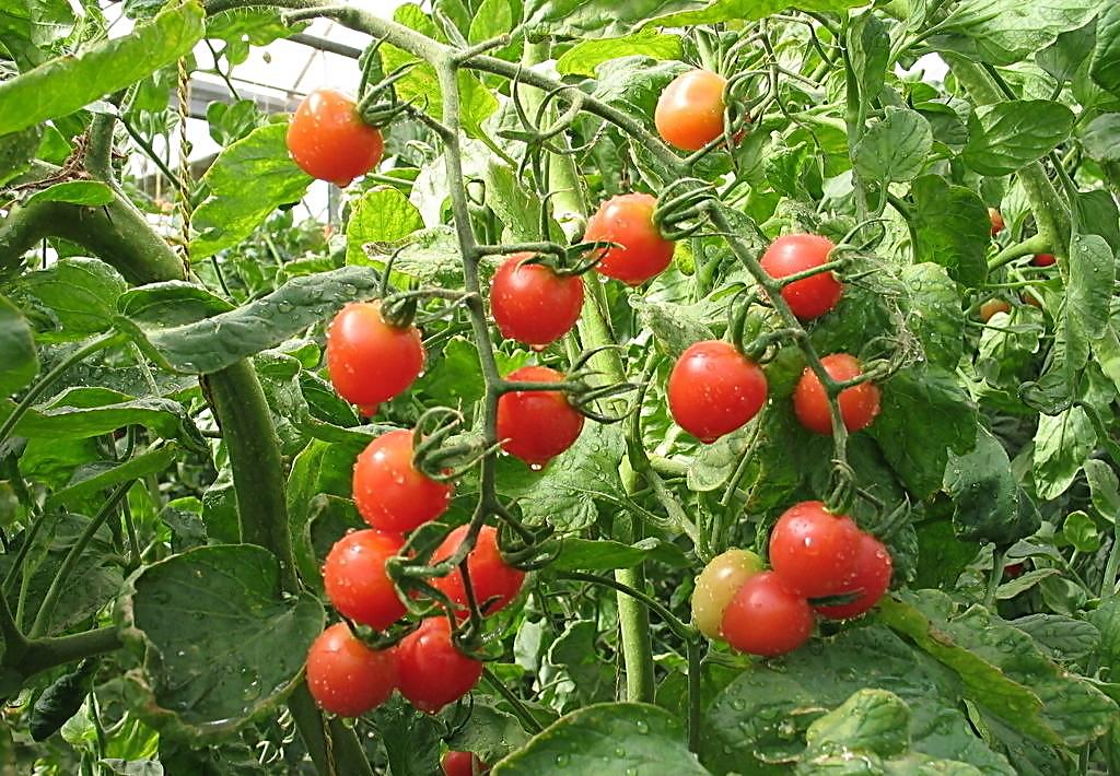 生物肥料知識(shí)